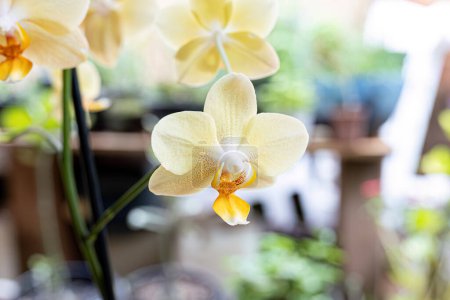 Orchideenblütenpflanze aus der Familie der Orchideengewächse