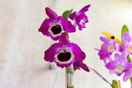 Foto de Planta Floreciente de Orquídeas de la Familia Orchidaceae - Imagen libre de derechos