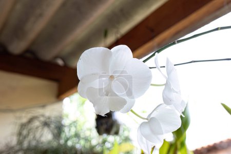 Plante à fleurs d'orchidées de la famille des Orchidaceae