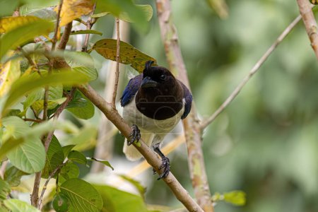 Curl crested Jay Bird of the species Cyanocorax cristatellus