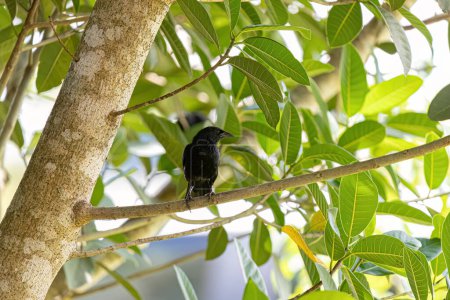 Téléchargez les photos : Quiscale noir de l'espèce Gnorimopsar chopi - en image libre de droit