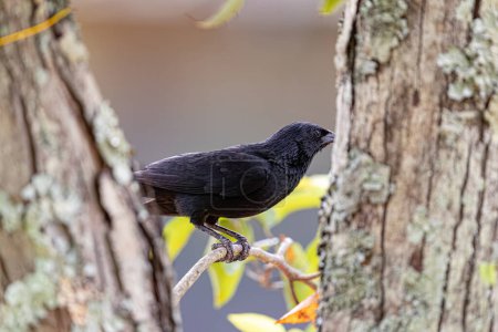 Black Chopi Blackbird of the species Gnorimopsar chopi