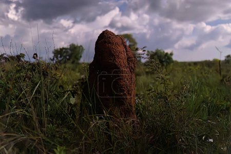 Large termite mound in the Brazilian cerrado with bioluminescence from the firefly species Pyrearinus termitilluminans