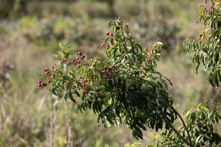 kleine rote Beeren der Angiosperm-Pflanze mit selektivem Fokus