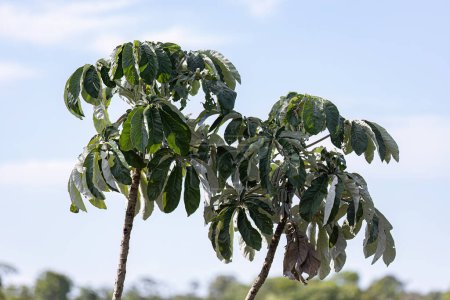 Hojas de árbol del género Cecropia