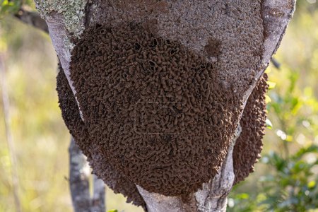 Téléchargez les photos : Termite Mound dans un tronc d'arbre en gros plan - en image libre de droit