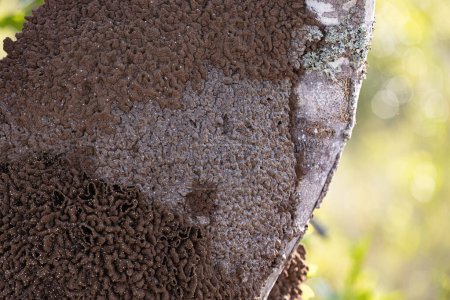 Photo for Termite Mound in a tree trunk in close up - Royalty Free Image