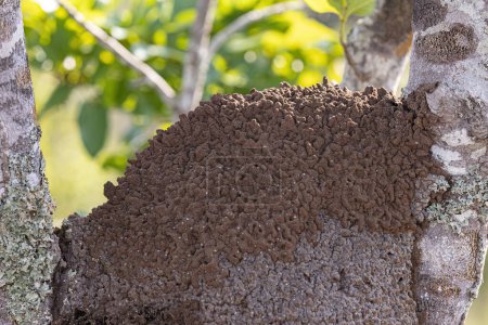 Téléchargez les photos : Termite Mound dans un tronc d'arbre en gros plan - en image libre de droit