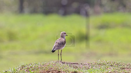 Adult Southern Lapwing Bird of the species Vanellus chilensis