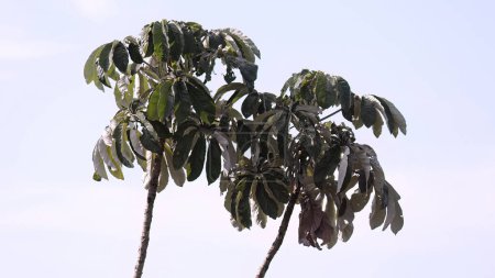 Foto de Hojas de árbol del género Cecropia - Imagen libre de derechos