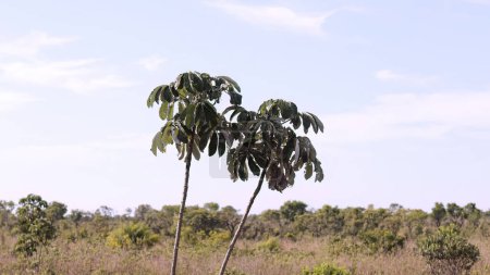 Hojas de árbol del género Cecropia