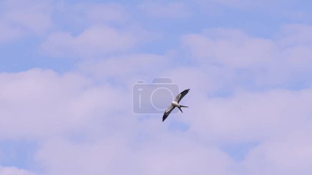 Photo for Swallow tailed Kite Bird of the species Elanoides forficatus - Royalty Free Image