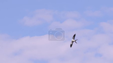 Swallow tailed Kite Bird of the species Elanoides forficatus