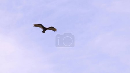 Lesser Yellow headed Vulture of the species Cathartes burrovianus