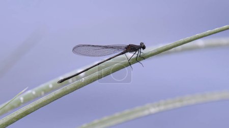 Adult Broad-winged Damselfly of the Family Calopterygidae