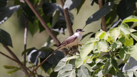 Téléchargez les photos : Moucherolle à queue fourchue Oiseau de l'espèce Tyrannus savana - en image libre de droit