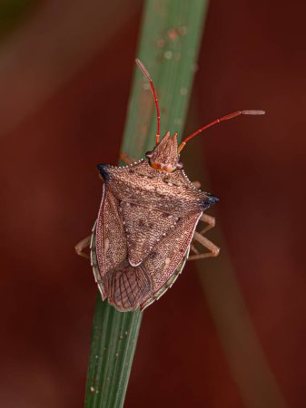 Adult Green belly bug of the species Diceraeus melacanthus