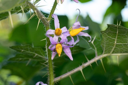 Sombra Nocturna Planta de la especie Solanum palinacanthum