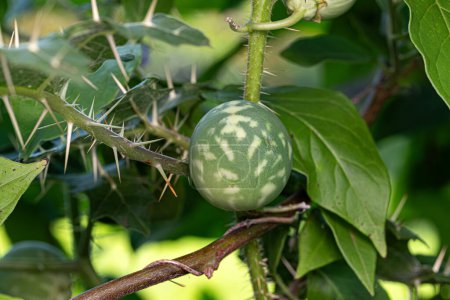 Petite Morelle Plante de l'espèce Solanum palinacanthum