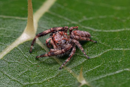 Pequeña araña saltadora de la subtribu Dendryphantina