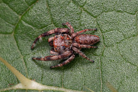 Petite araignée sauteuse de la sous-tribu Dendryphantina