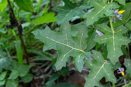 Kleine Nachtschattenpflanze der Art Solanum palinacanthum