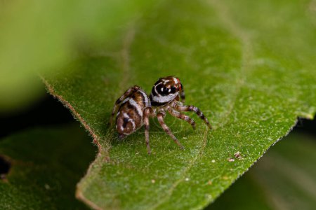 Petite araignée sauteuse de l'espèce Philira micans