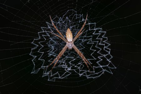 Small Silver Garden Orbweaver Spider of the genus Argiope