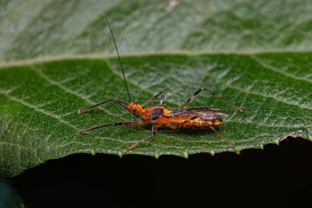 Adulter Assassin Bug der Gattung Repipta