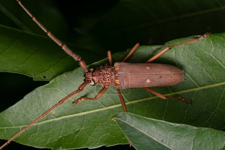 Adult Typical Longhorn Beetle of the Species Susuacanga octoguttata