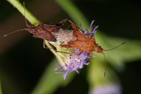 Adult Scentless Plant Bugs of the Genus Harmostes coupling