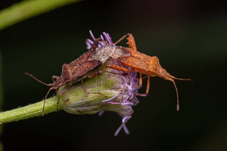 Bugs végétaux adultes inodores du genre Harmostes couplage