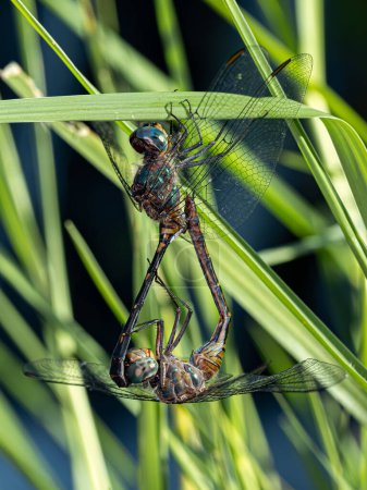 Adult Dragonflies Insects of the species Elasmothemis constricta coupling