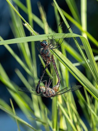 Erwachsene Libellen Insekten der Art Elasmothemis constricta