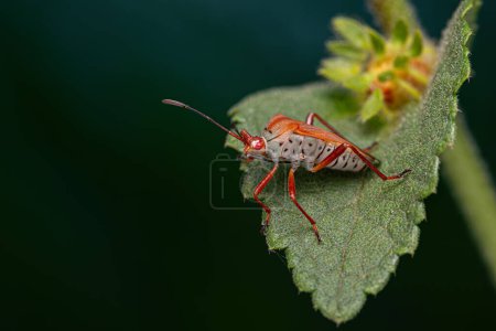 Adult Leaf-footed Bug of the Species Hypselonotus orientalis