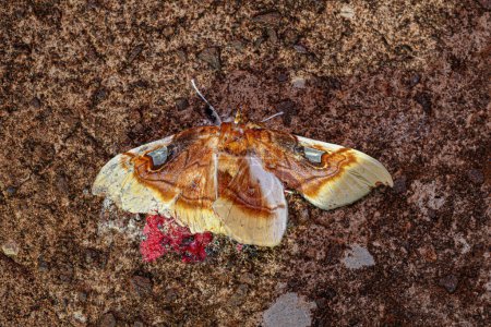 Dead Adult Crambid Snout Moth of the species Eupastranaia lilacina