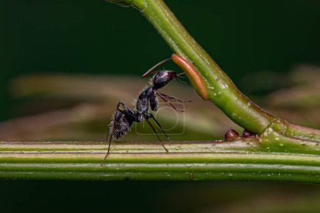 Téléchargez les photos : Adulte Femelle Charpentier Fourmi du genre Camponotus mangeant sur le nectaire extrafloral d'une plante - en image libre de droit