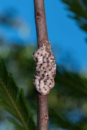 White Tortoise Scales of the Family Coccidae