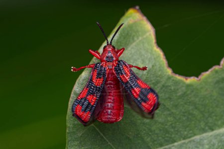 Escarabajo de hoja adulta de la especie Metazycera purpurata
