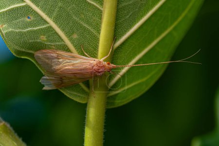 Insectos Caddisfly Adultos del Género Leptonema