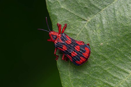 Photo for Adult Leaf Beetle of the species Metazycera purpurata - Royalty Free Image