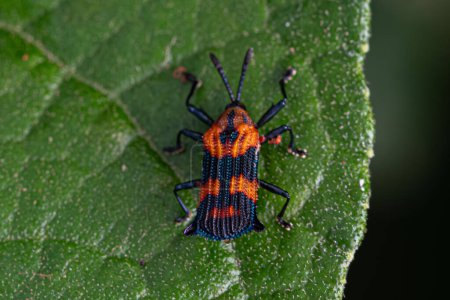 Escarabajo de la hoja adulta de la tribu Chalepini