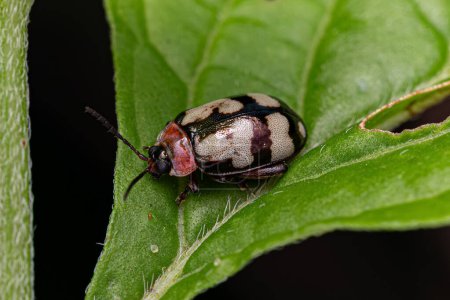 Adult Flea Beetle of the species Alagoasa januaria