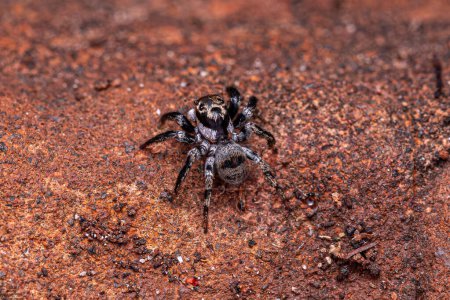 petite araignée sauteuse de l'espèce Corythalia conferta