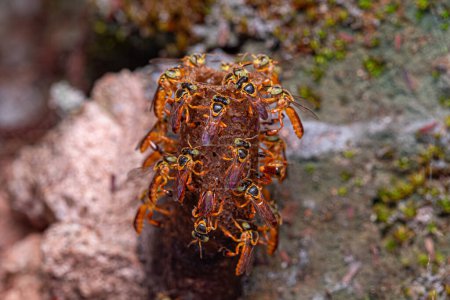 Ausgewachsene Jatai-Biene der Art Tetragonisca angustula mit selektivem Fokus