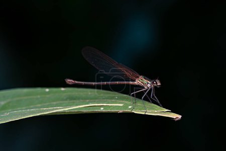 Adulte Rubyspot Damselfly Insecte du genre Hetaerina