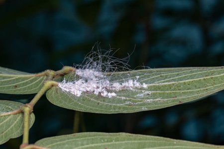 Téléchargez les photos : Petits mouches blanches Insectes de la famille Aleyrodidae - en image libre de droit