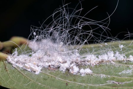 Téléchargez les photos : Petits mouches blanches Insectes de la famille Aleyrodidae - en image libre de droit