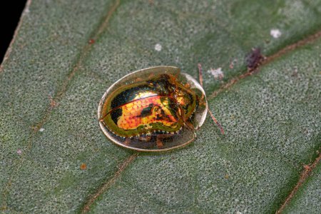 Adult Yellow Tortoise Beetle of the genus Charidotella