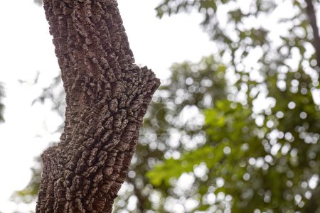 textured trunk of angiosperm tree with selective focus